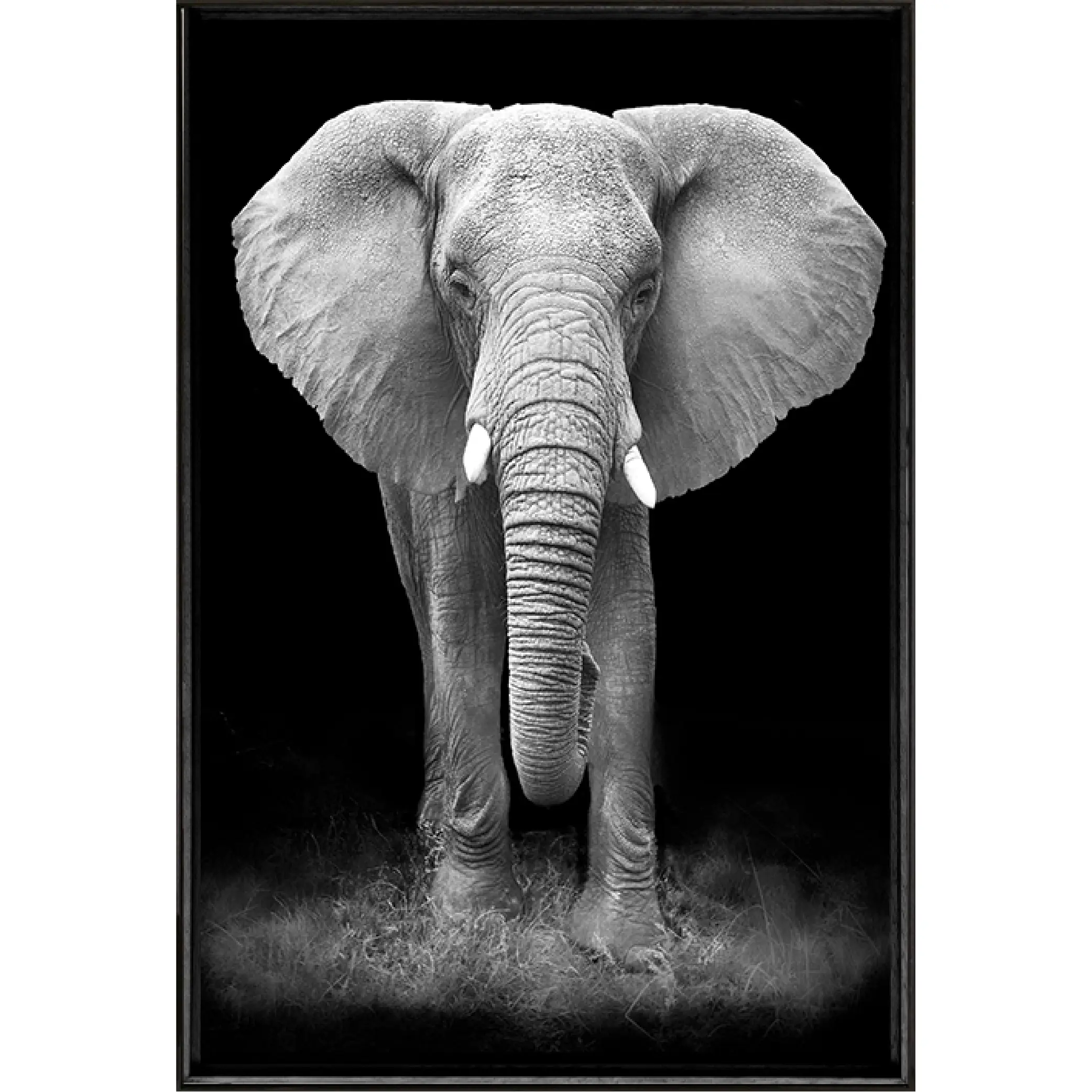 Quadro Elefante PB 70x50 - Casa da Moldura - Liven Casa