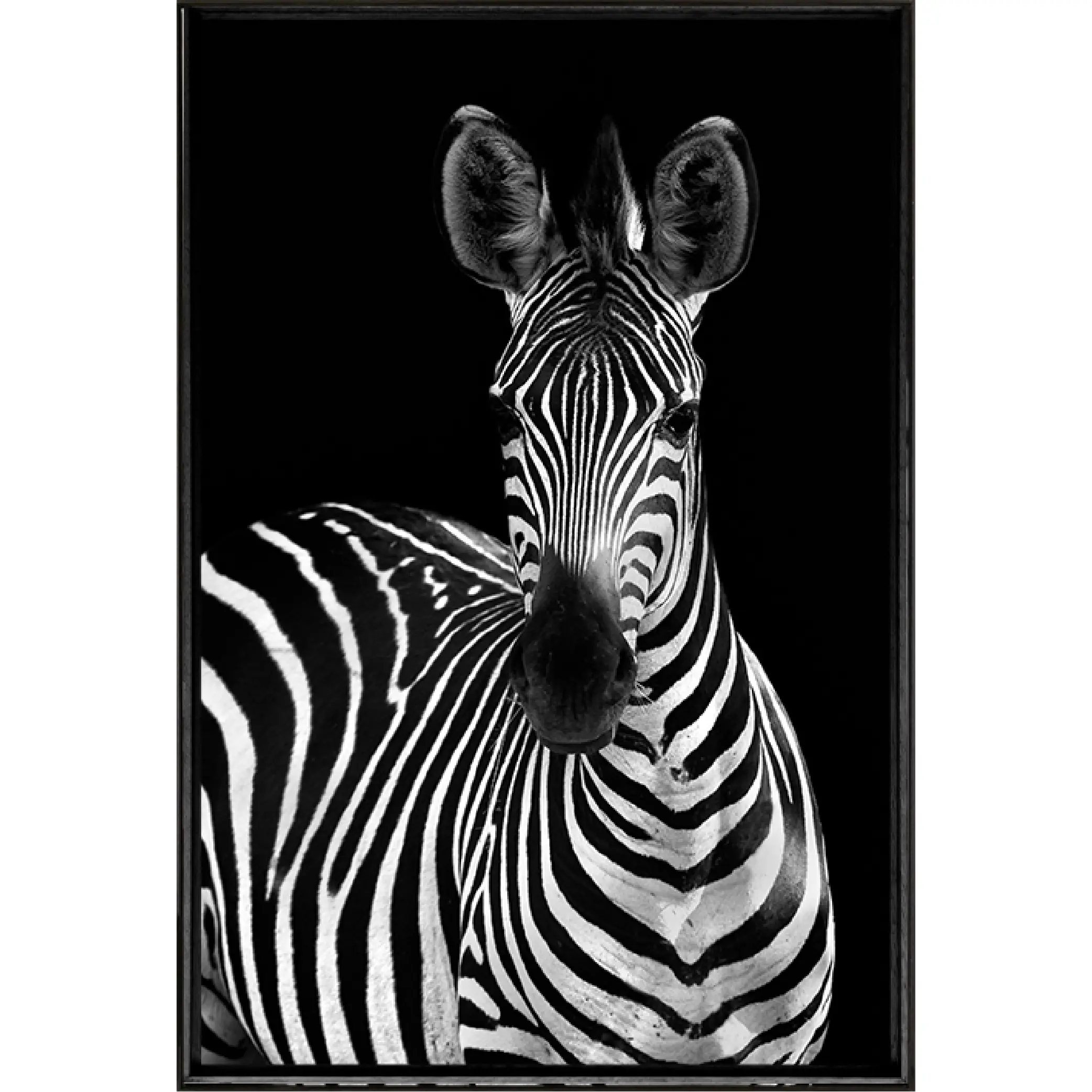 Quadro Zebra PB 70x50 - Casa da Moldura - Liven Casa